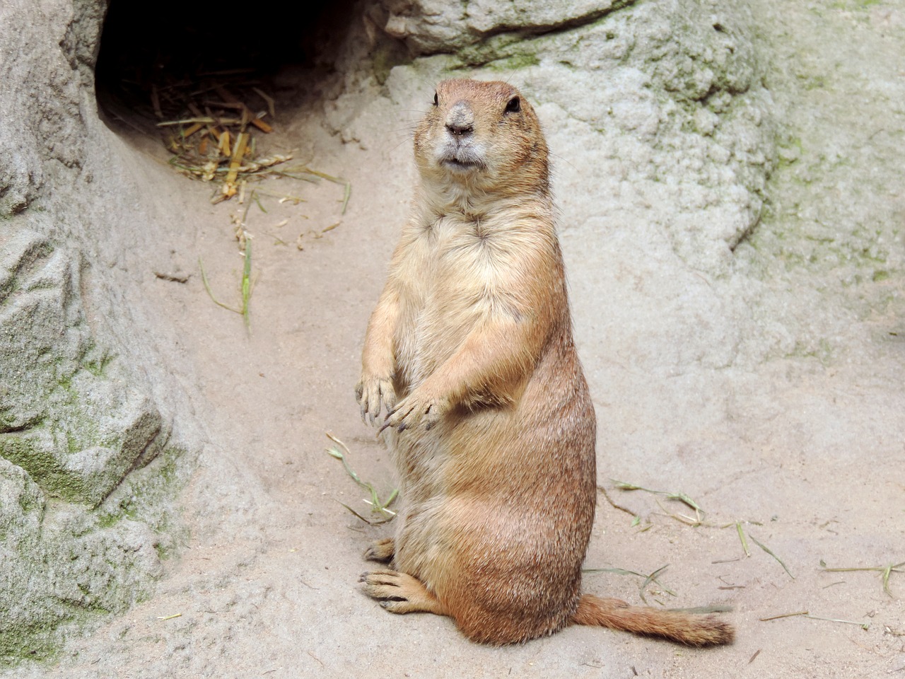 Image - marmot rodent croissant mankei