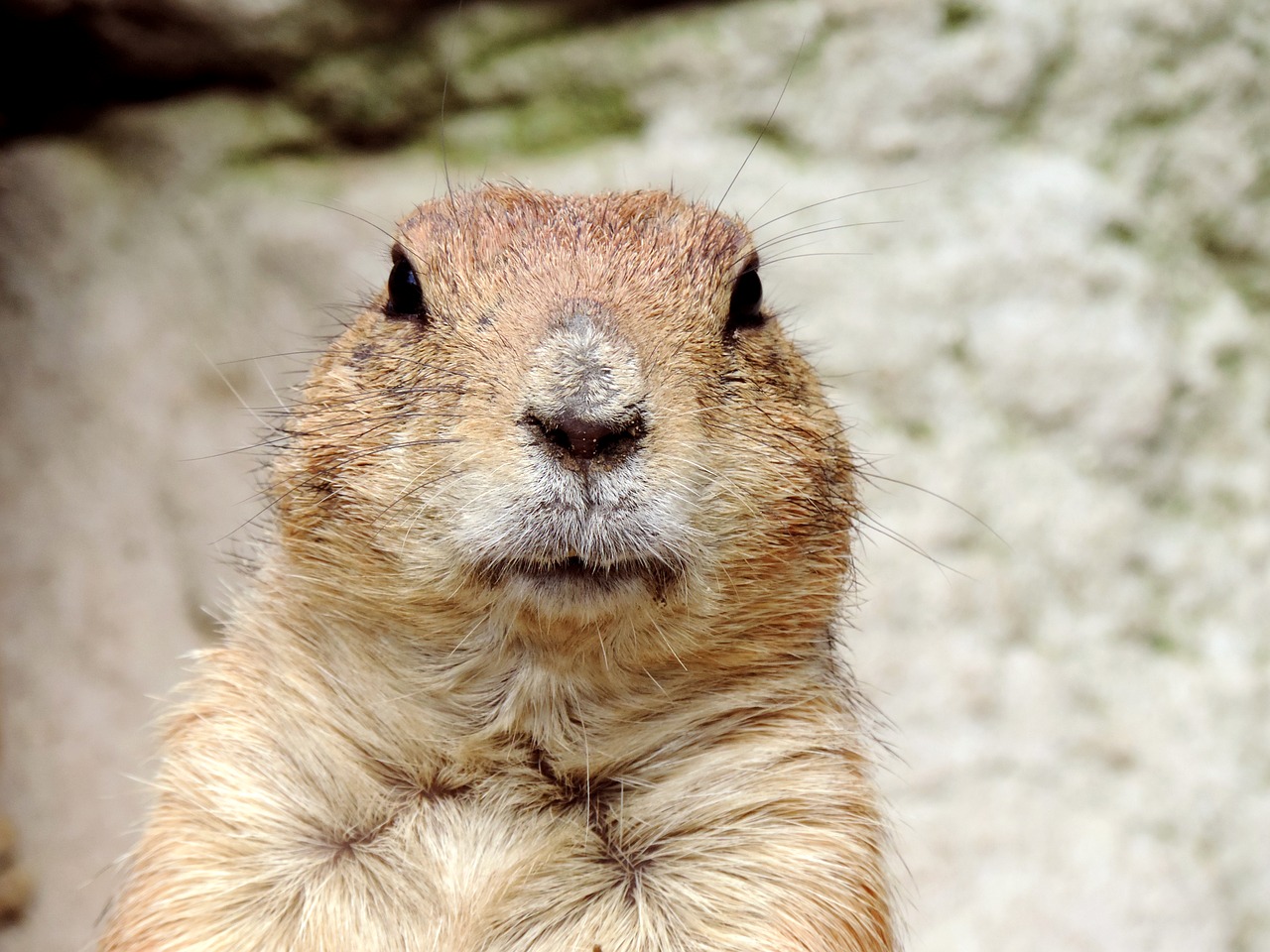 Image - marmot rodent croissant mankei