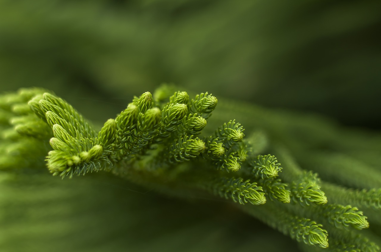 Image - pine leaves tree evergreen branch