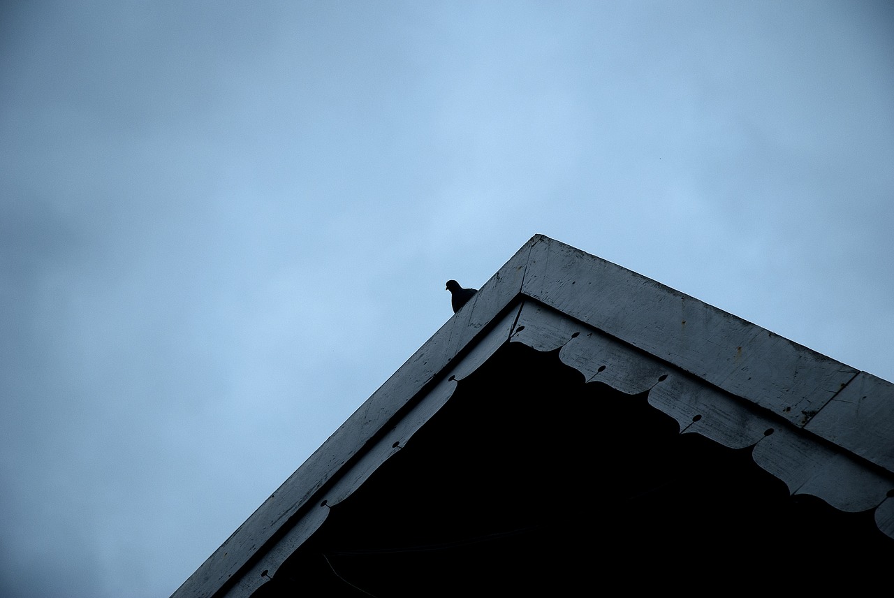 Image - pigeon lonely single one alone