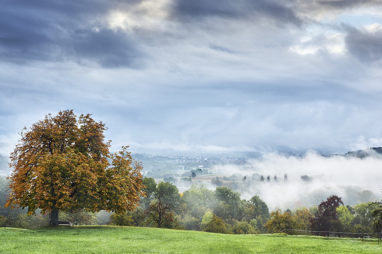 Image - fog neckar early in the morning