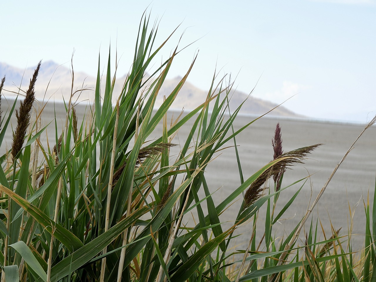 Image - reeds salt desert