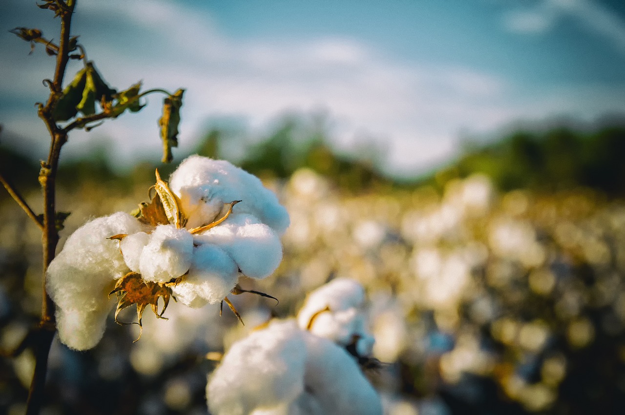 Image - cotton south alabama agriculture