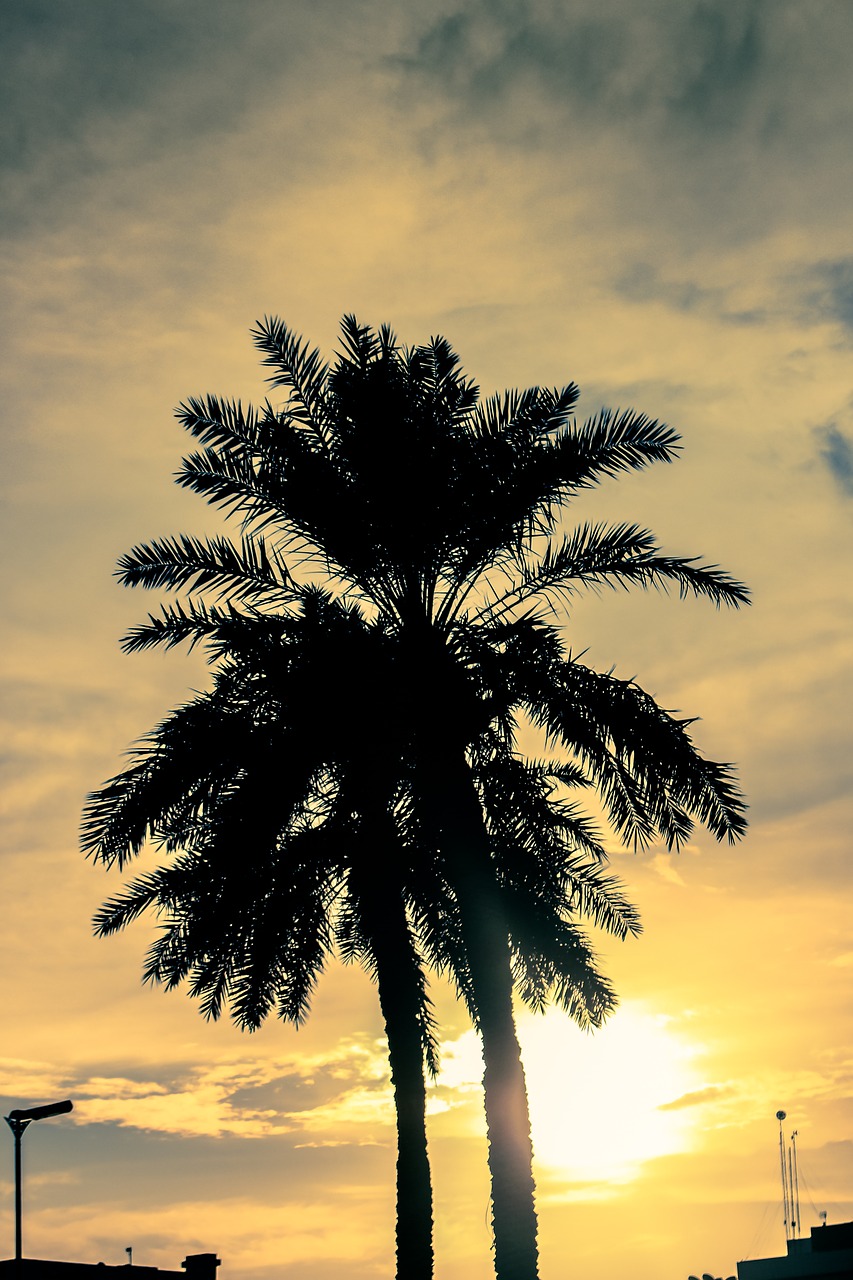 Image - sunset palm trees palm tree palm
