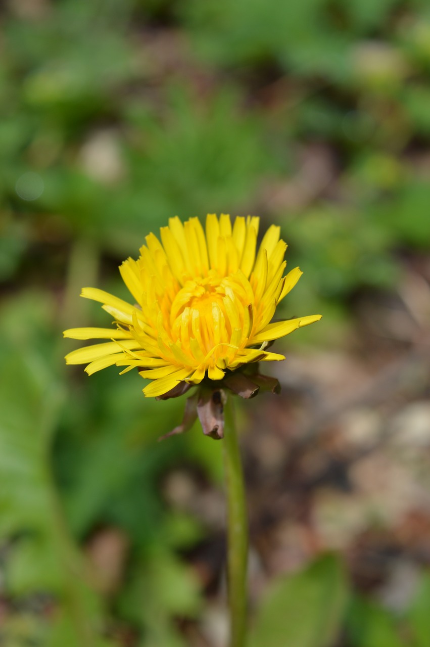 Image - dandelion flower field flower