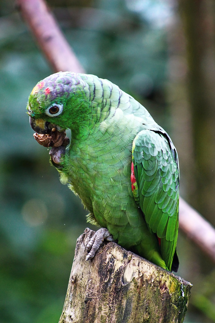 Image - parrot papagáj arra