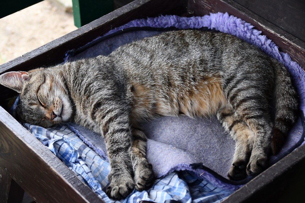 Image - cat animals sleep nature sweet