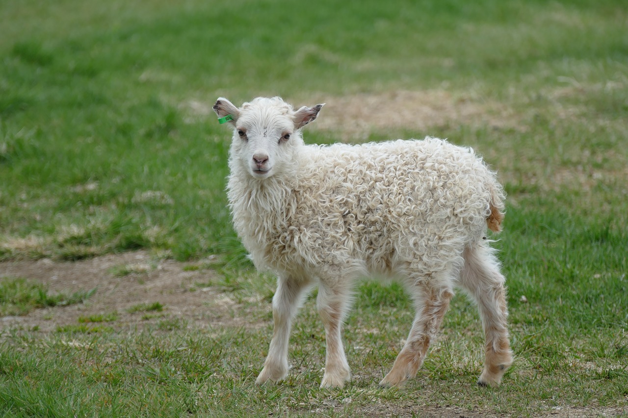 Image - sheep small animal white schäfchen