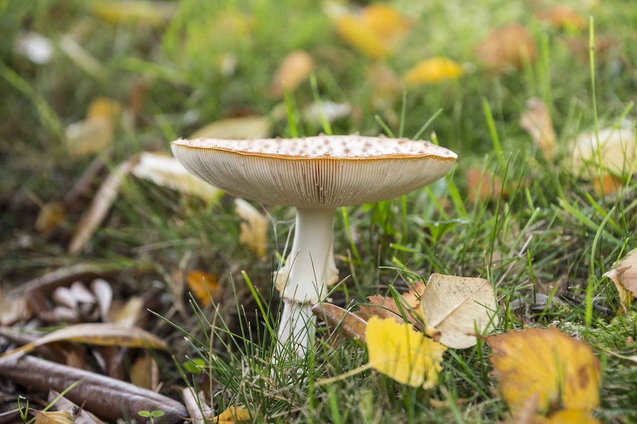 Image - fly agaric mushroom