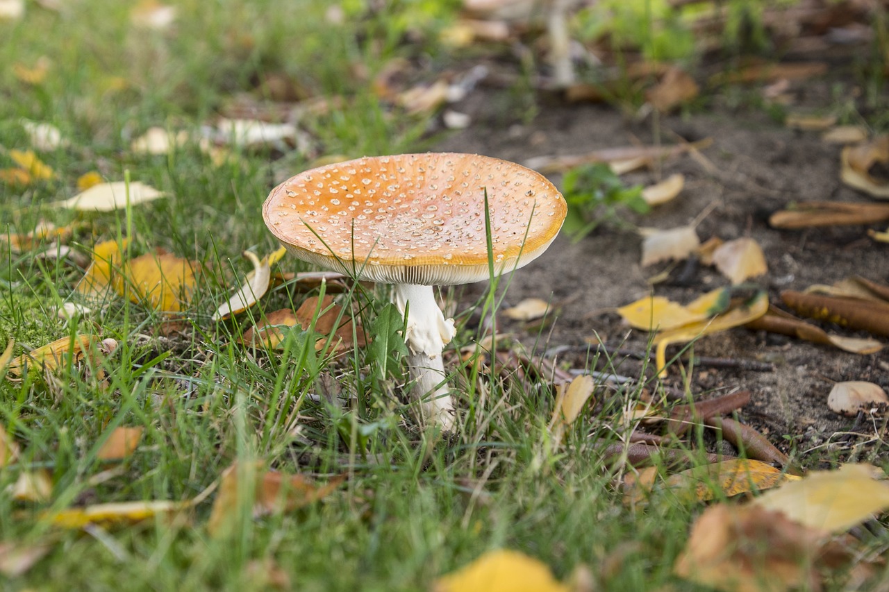Image - red fly agaric mushroom mushroom