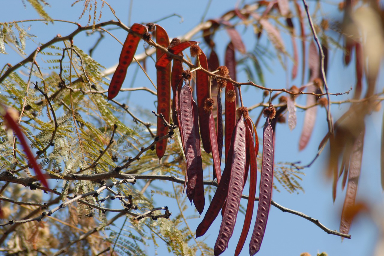 Image - guajes fruit tree