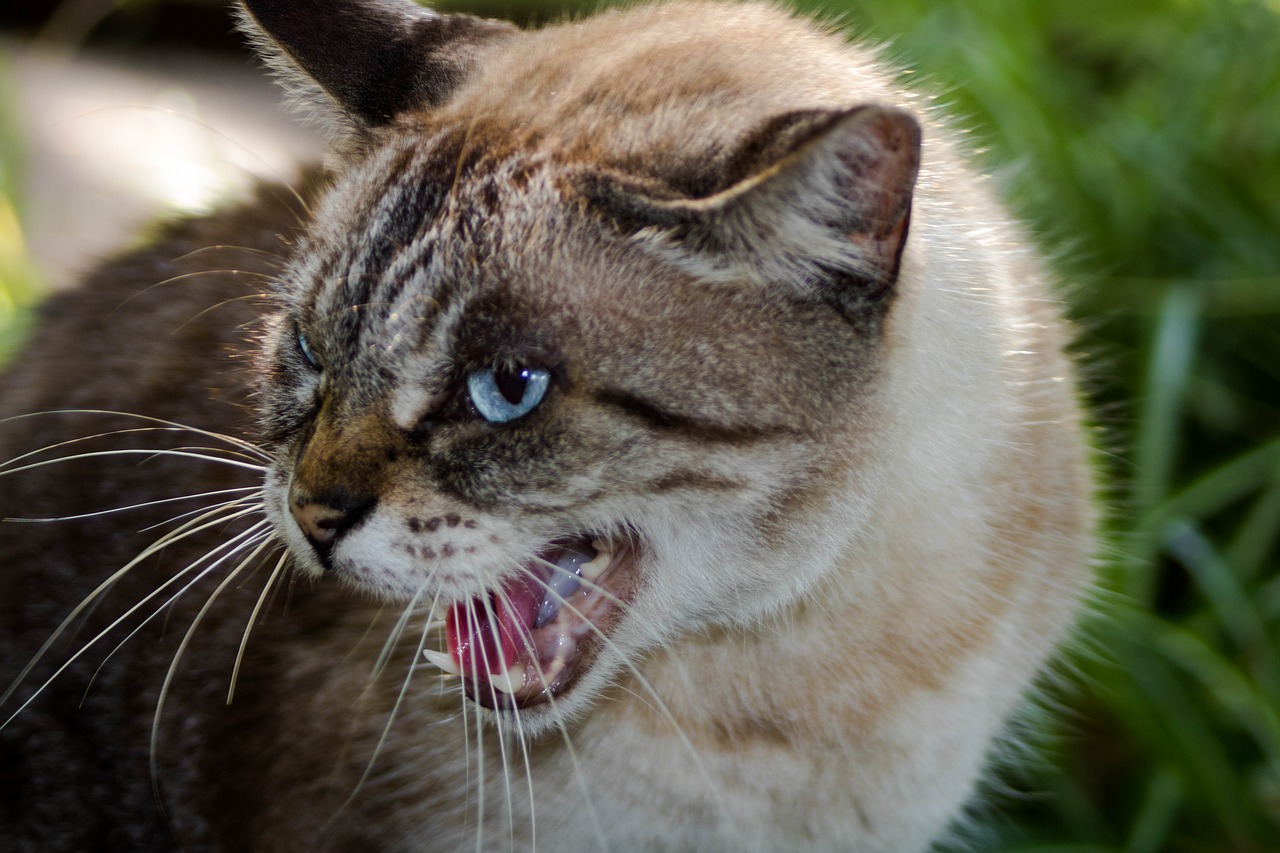 Image - cat feline animal fury comanche