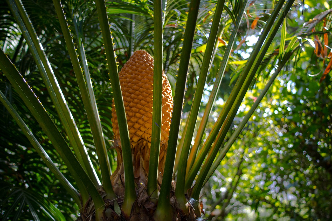 Image - nature plant garden tree comanche