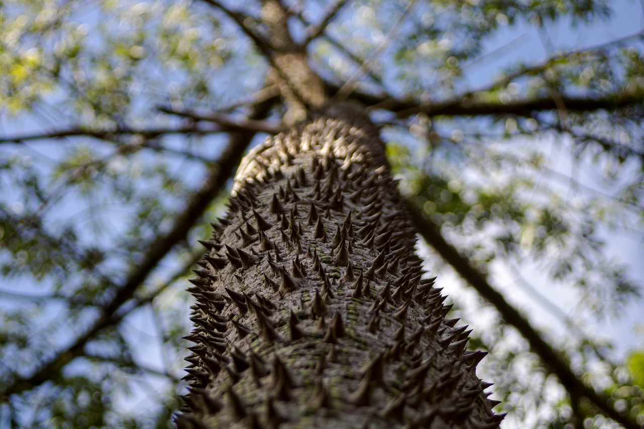 Image - tree peaks thorns nature garden