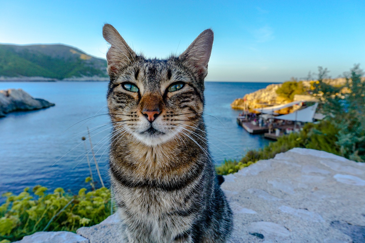 Image - cat sea mallorca fur coast water