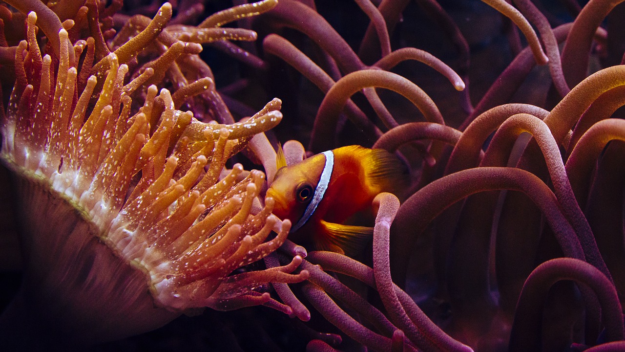 Image - clown fish anemone fish