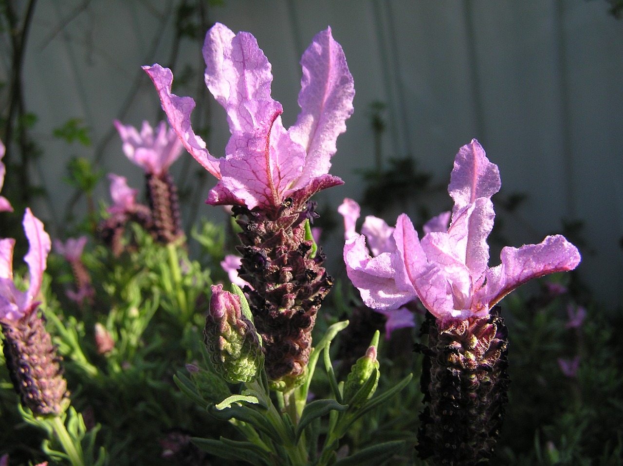 Image - mauve flower lavender fragrant