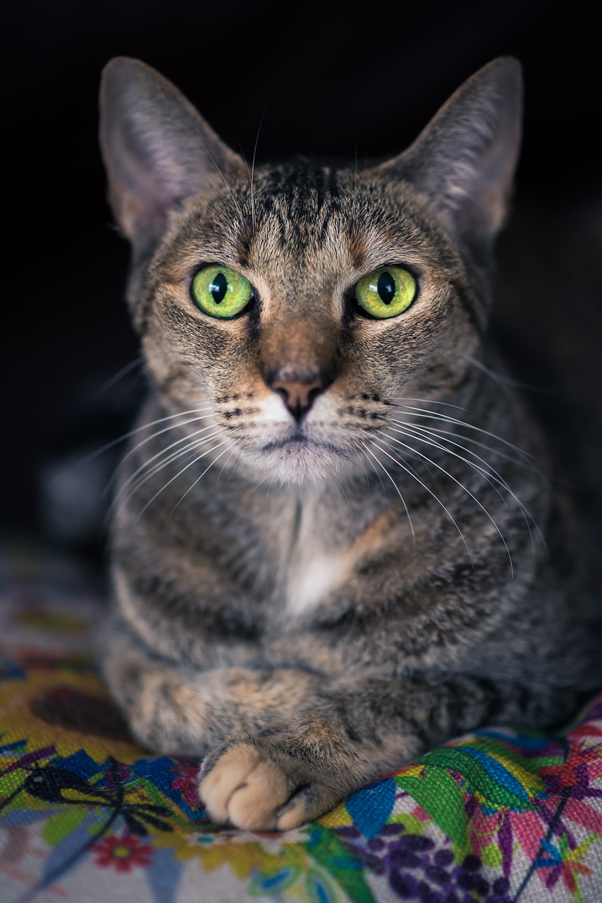 Image - cat green eyes listening content