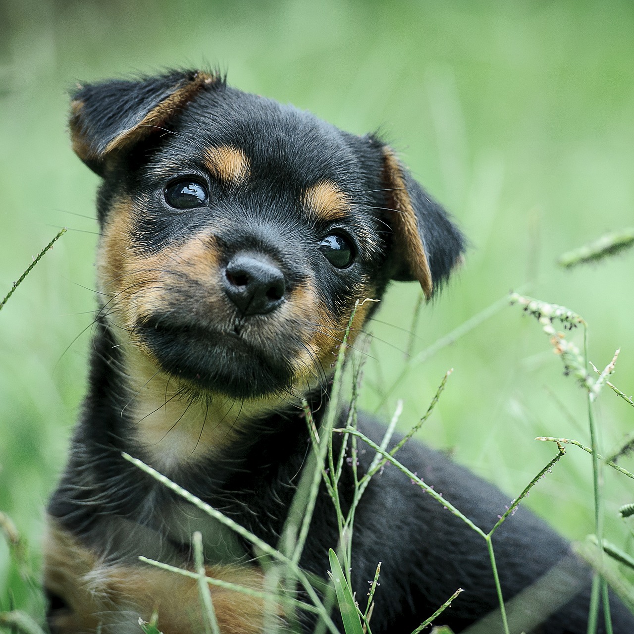 Image - puppy green black tan dog cute