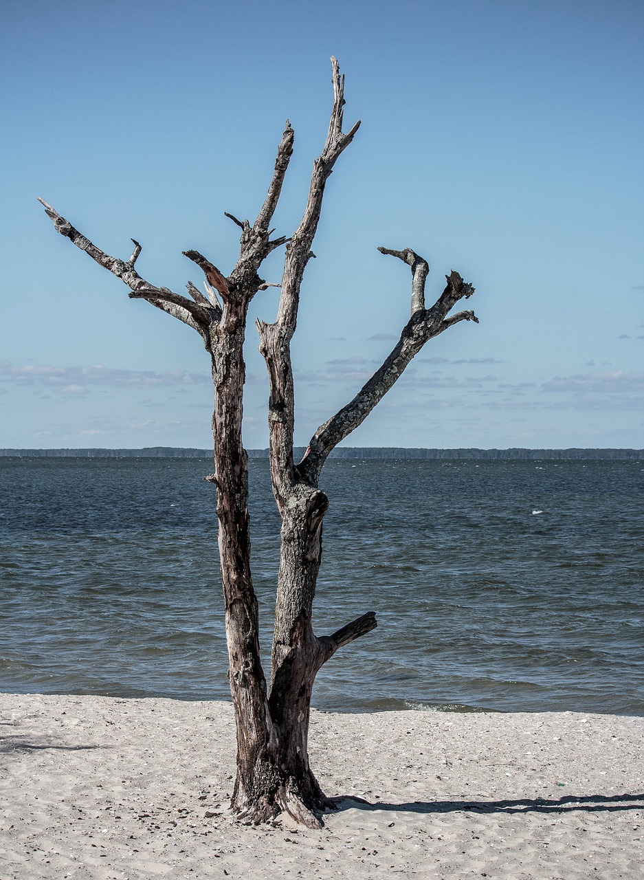 Image - dead tree seascape landscape beach