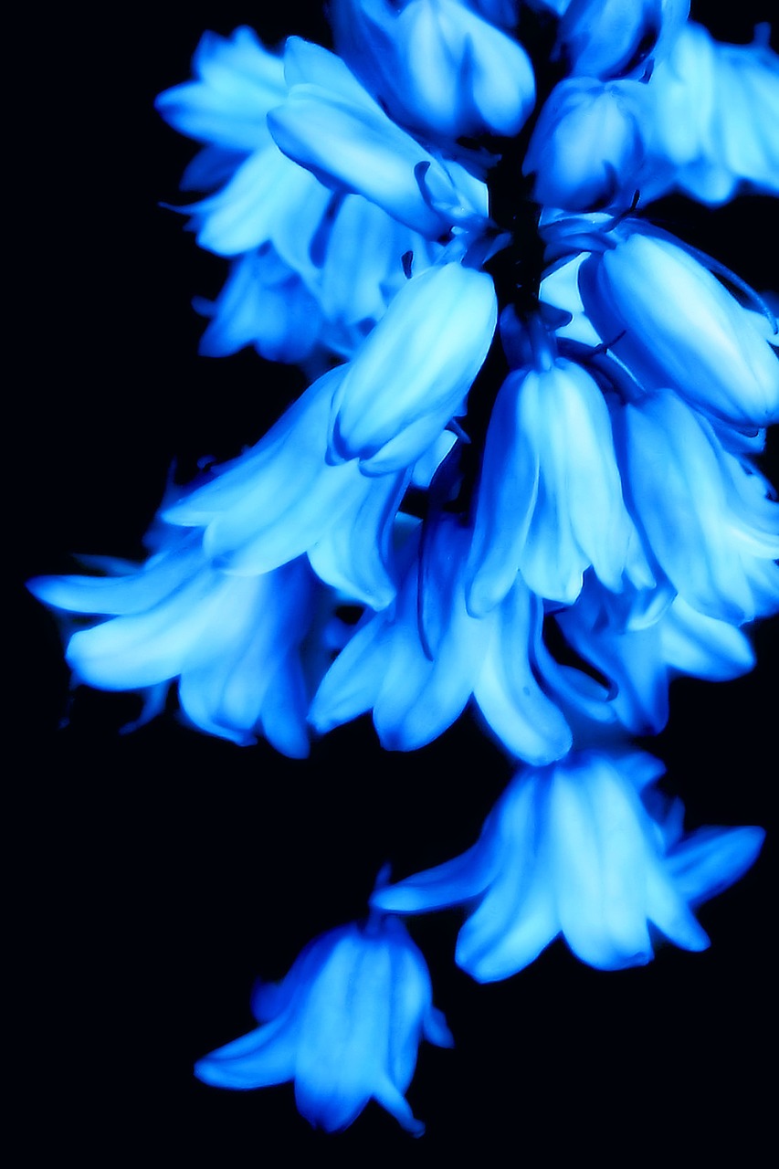 Image - flowers blue glow bell flower