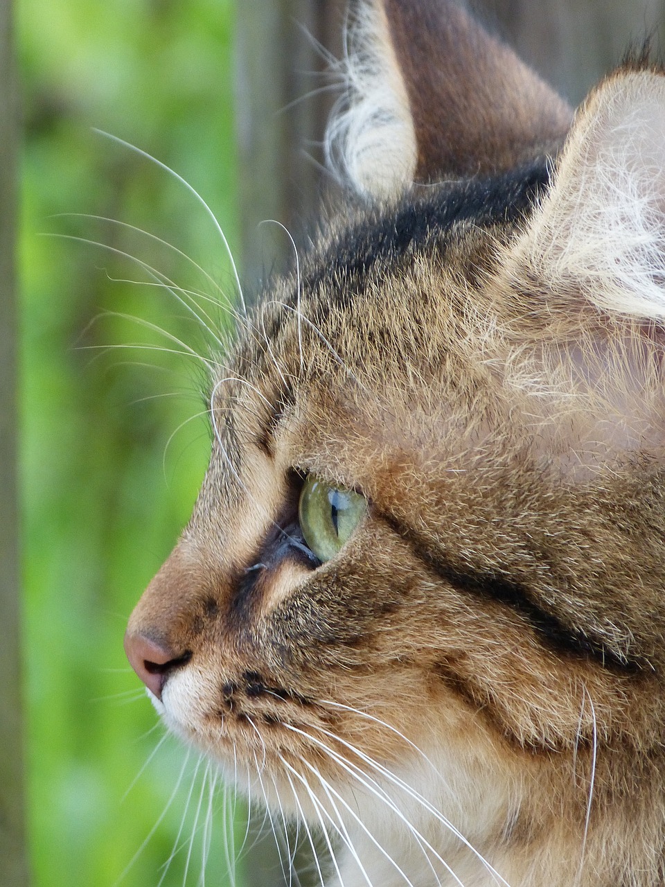 Image - cat head green eyes cat eyes