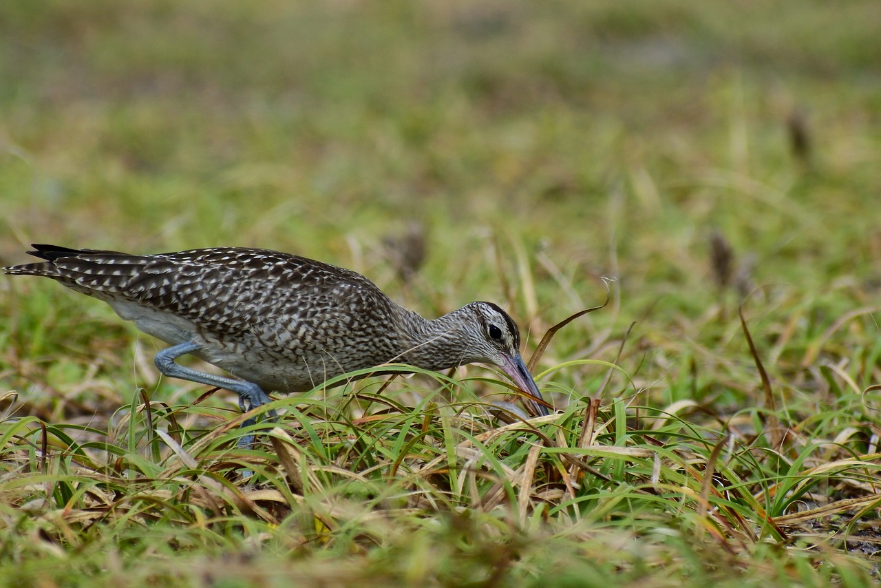 Image - animal sea beach grass green