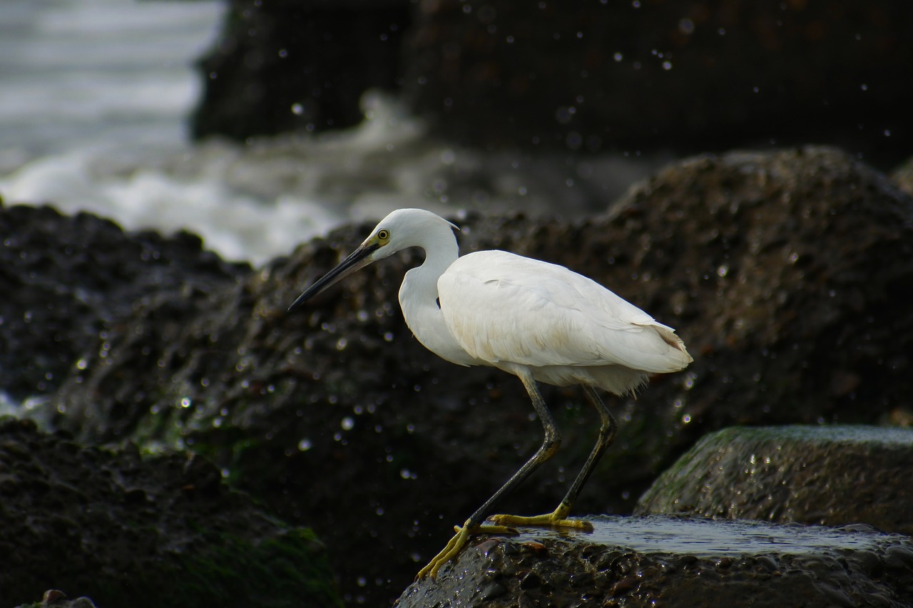 Image - animal sea river estuary wave