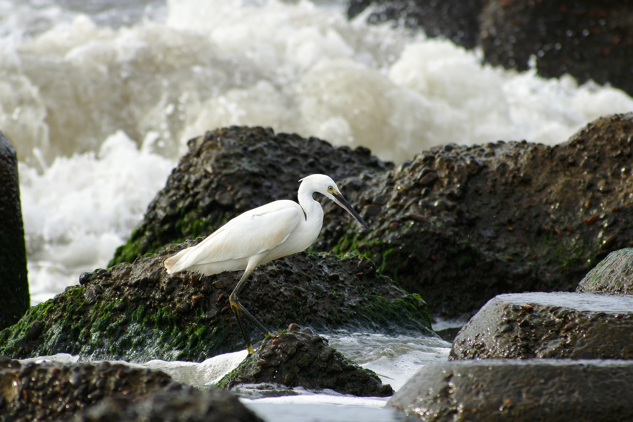 Image - animal sea river estuary rock