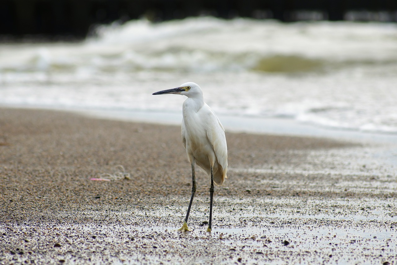 Image - animal sea river estuary sandy