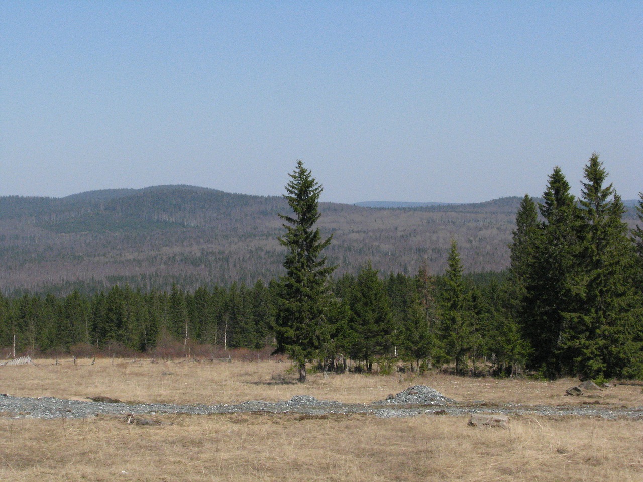 Image - open space forest hills dahl