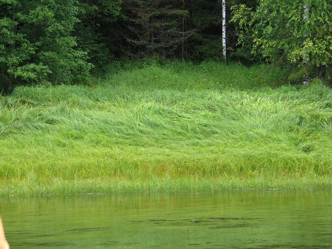 Image - beach river grass forest vacation