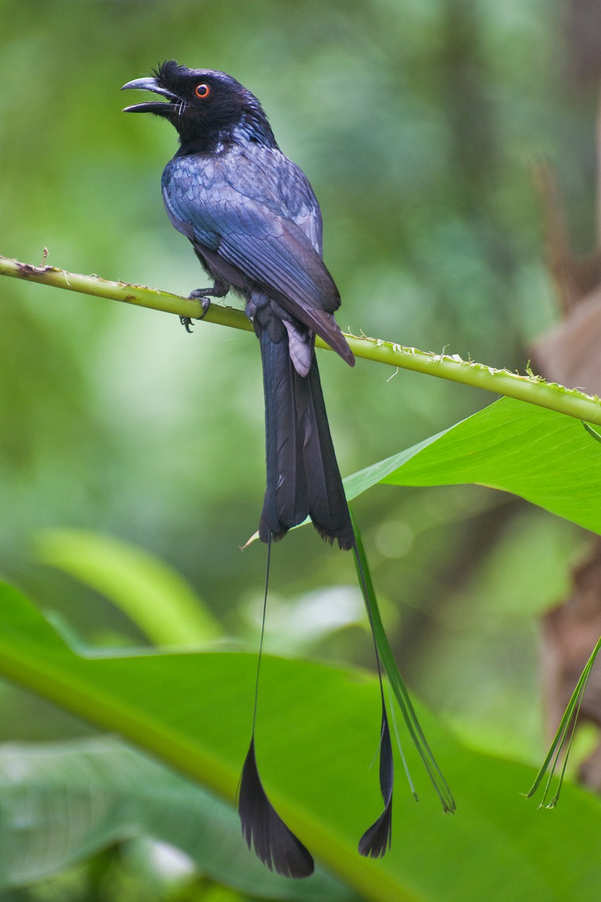 Image - racquet tailed drongo thailand