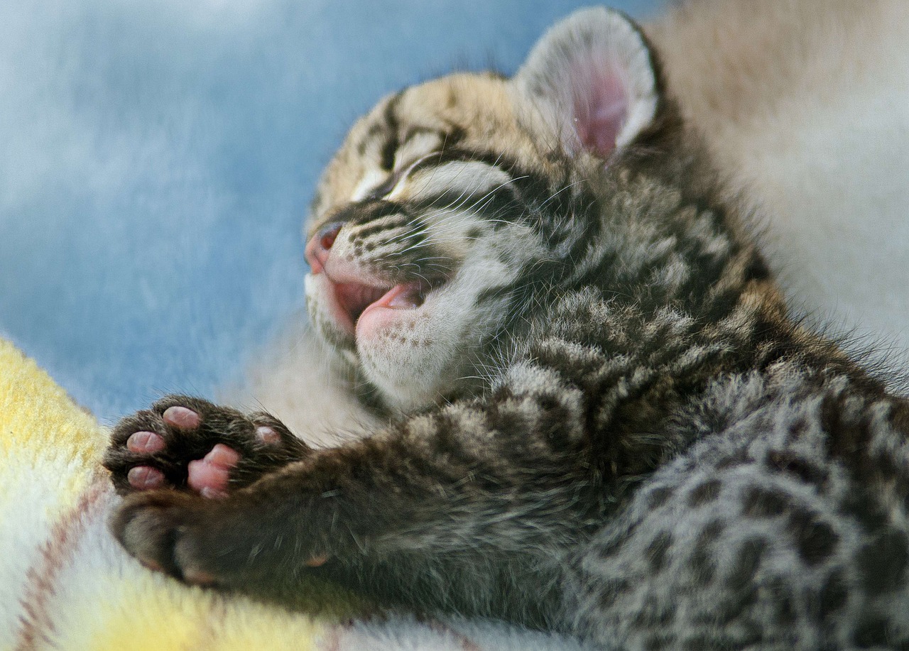 Image - ocelot feline kitten cute sleeping