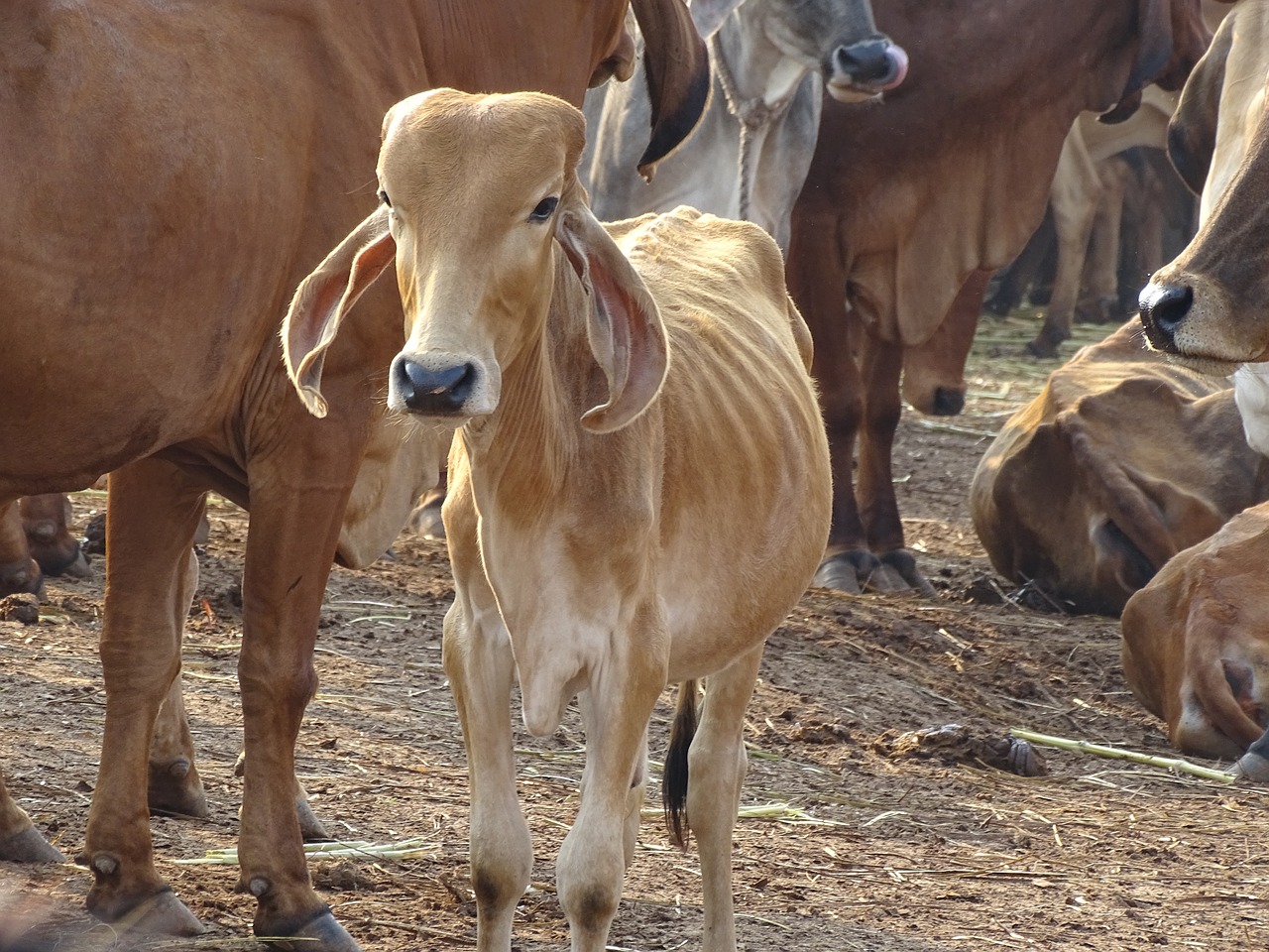 Image - cow indian holy cow hinduism hindu