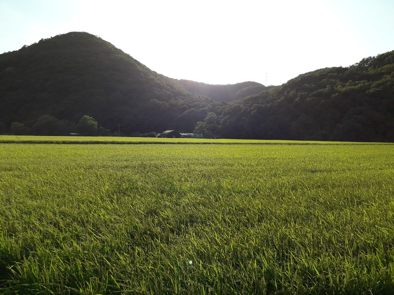 Image - autumn grain harvest country rice