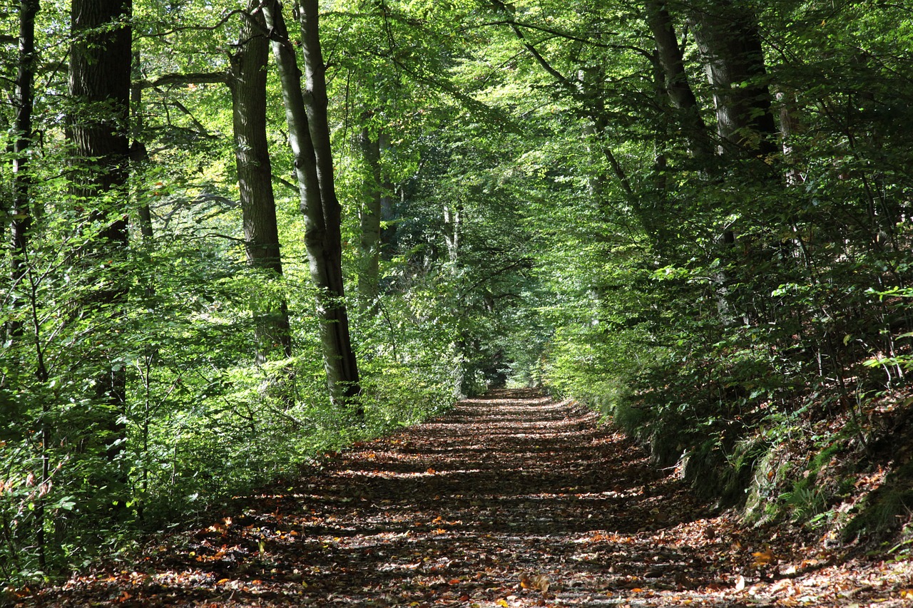 Image - forest path autumn oak forest