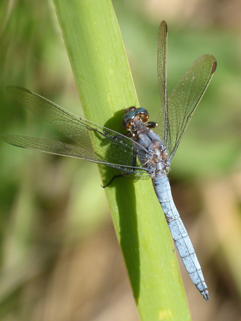 Image - blue dragonfly leaf wetland