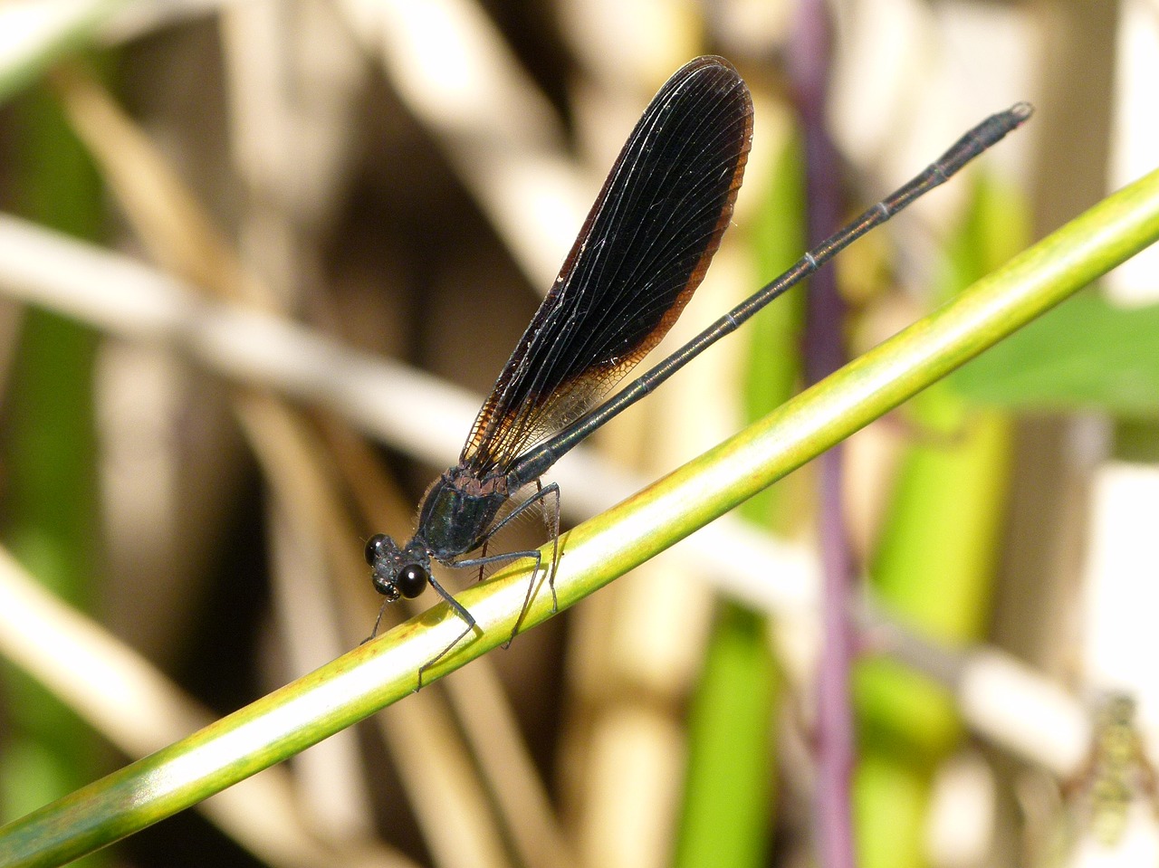 Image - black dragonfly caballito del diable