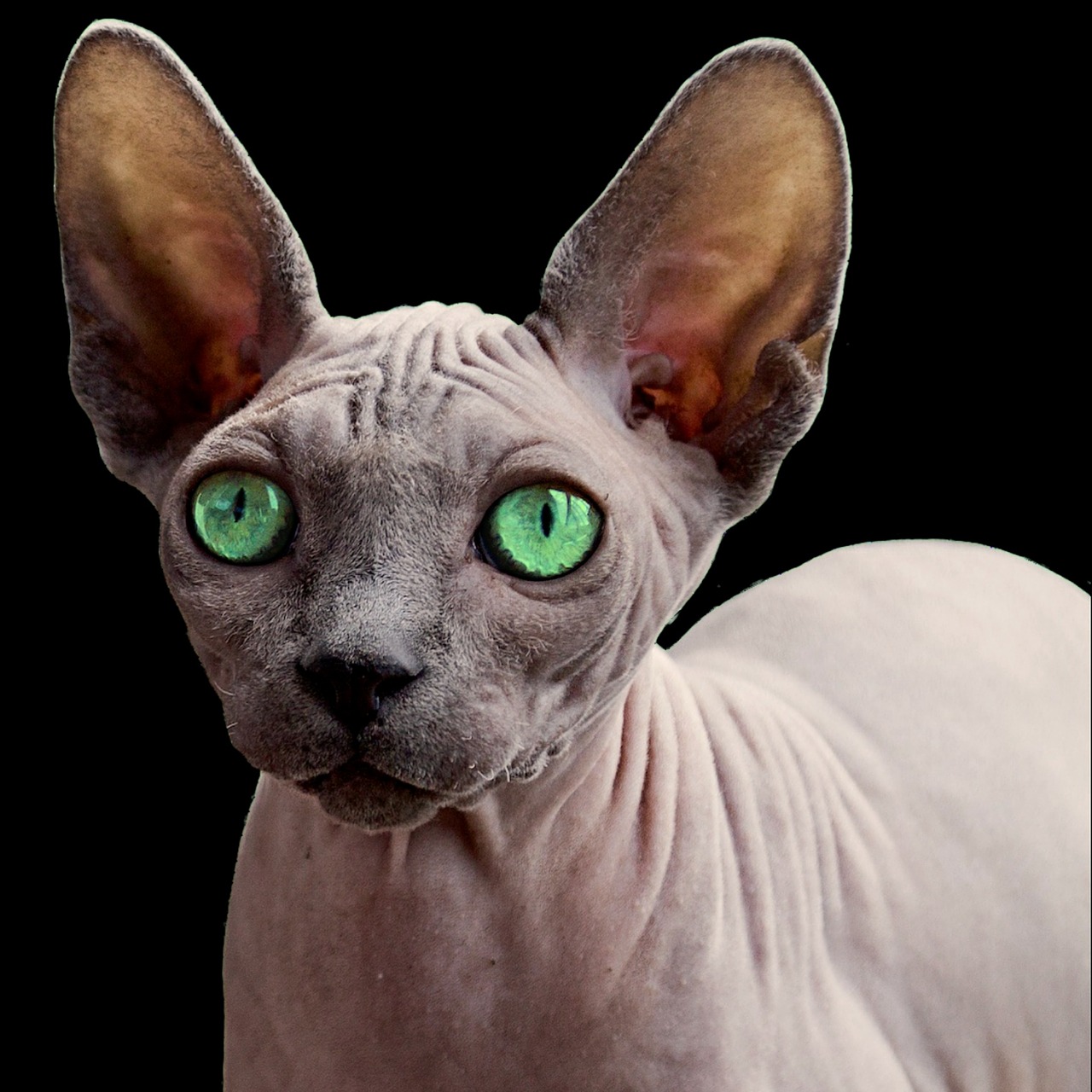 Image - nature animals pet cat sphynx