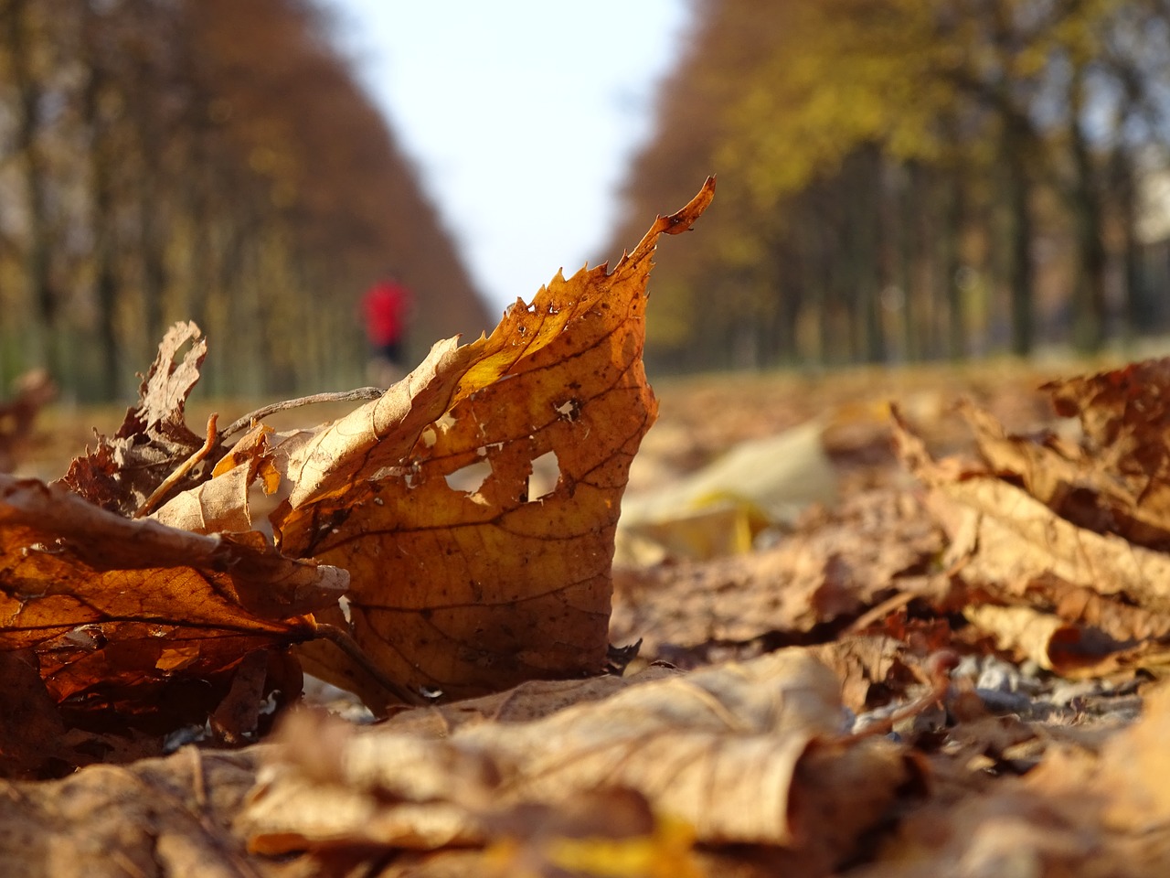 Image - autumn musim gugur leaves hannover