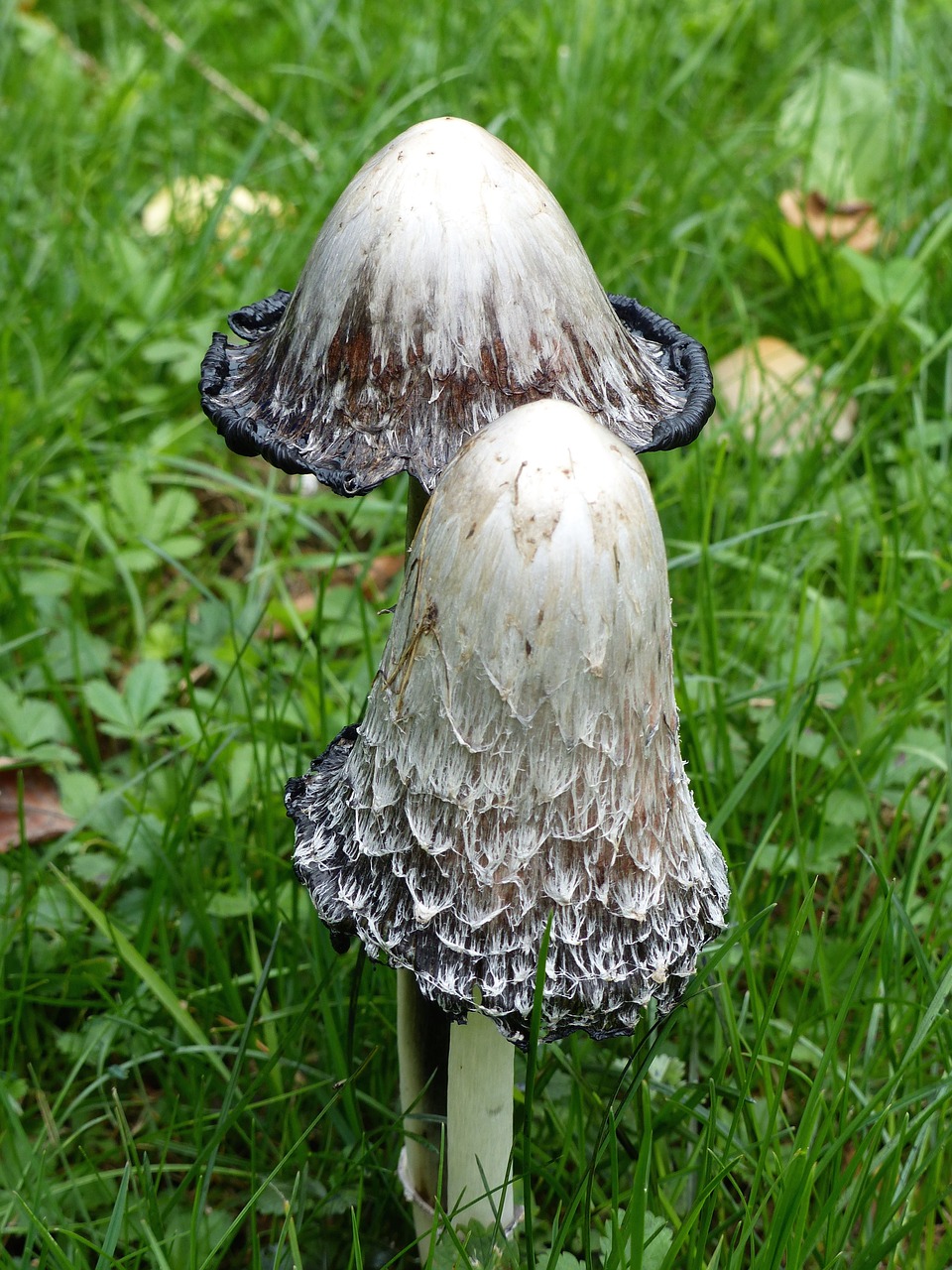 Image - fungus nature undergrowth forest