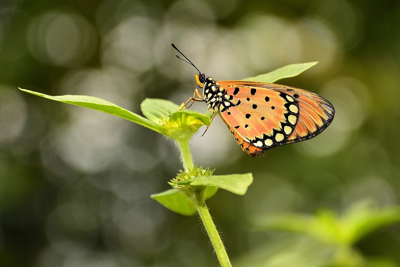 Image - butterfly kupu kupu bokeh macro