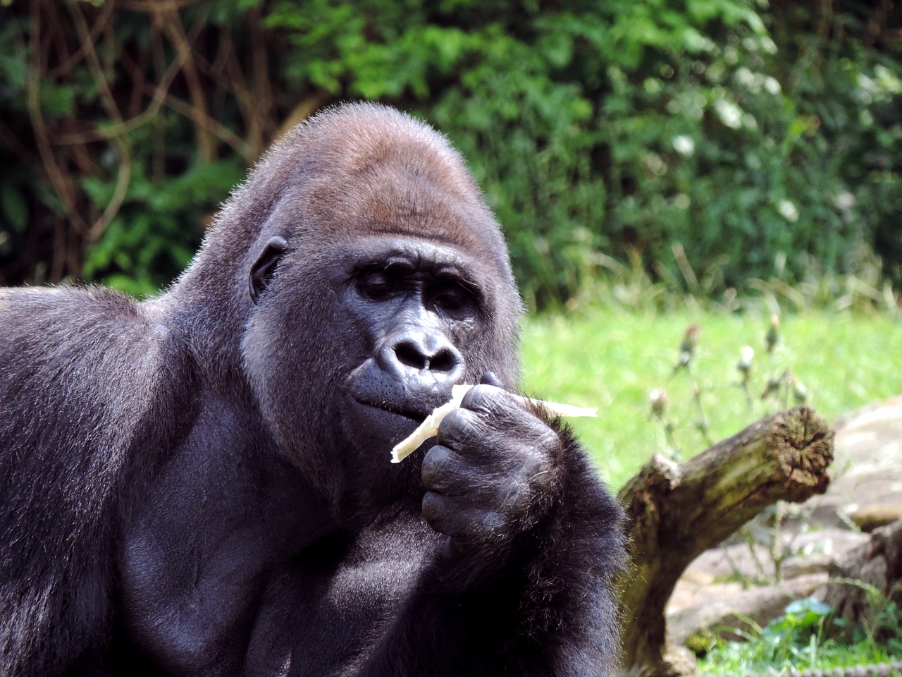 Image - gorilla males ape animal
