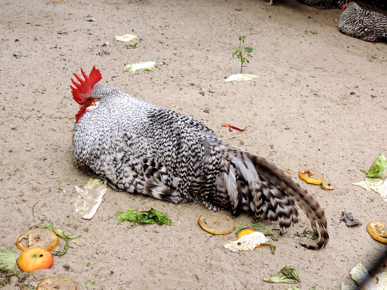 Image - hahn sperber chicken breed