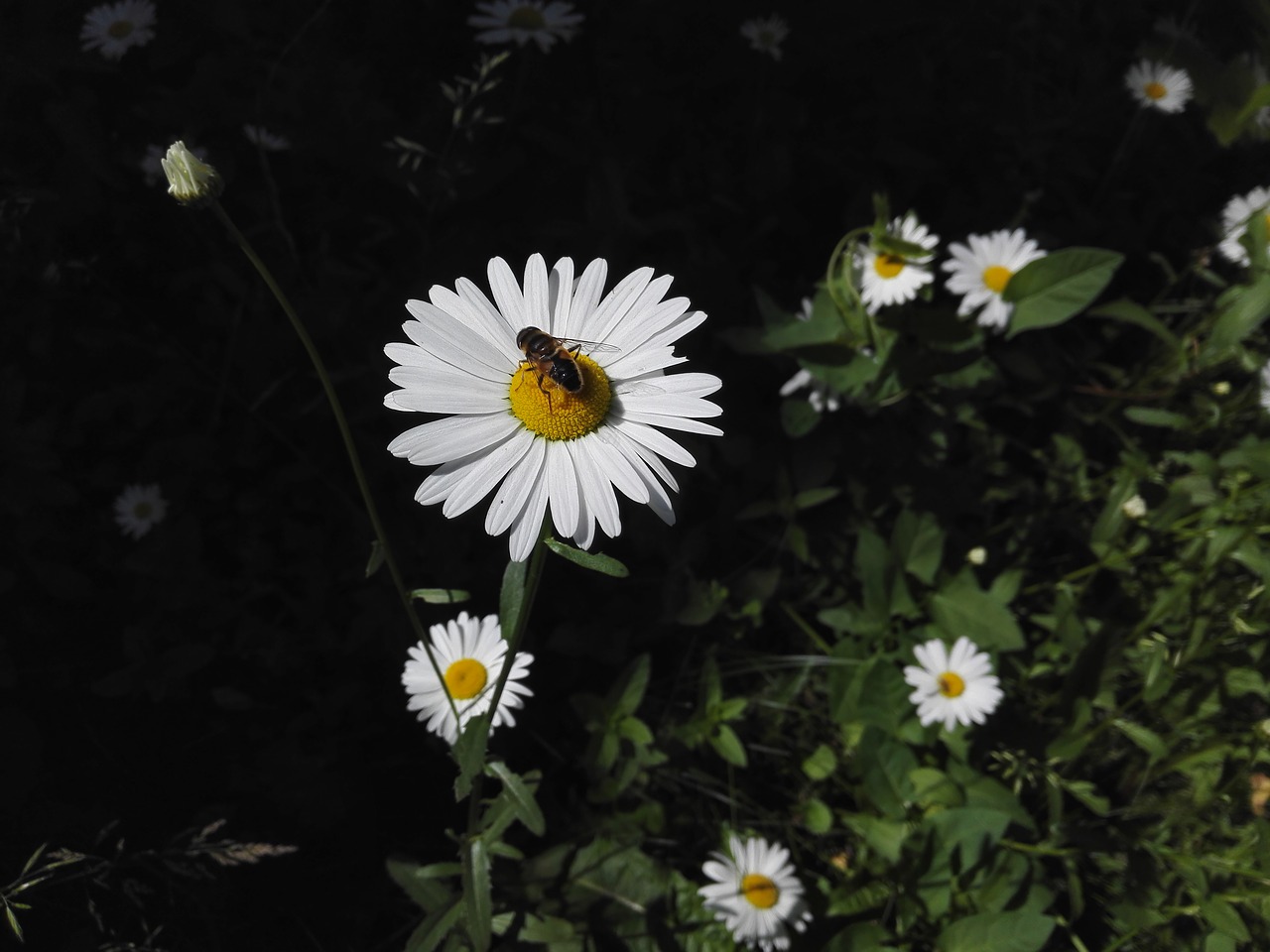 Image - daisy nature bee harmony summer