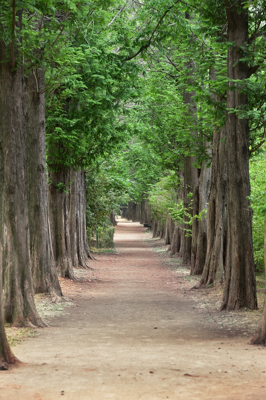 Image - metasequoia meta sequoia