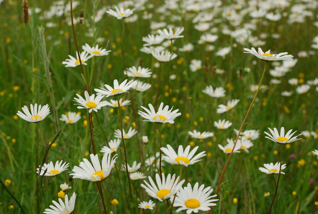 Image - daisy margaritas flowers