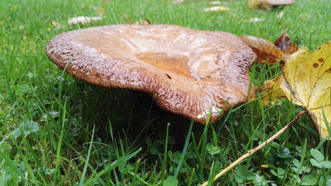 Image - mushroom meadow autumn wet mushroom