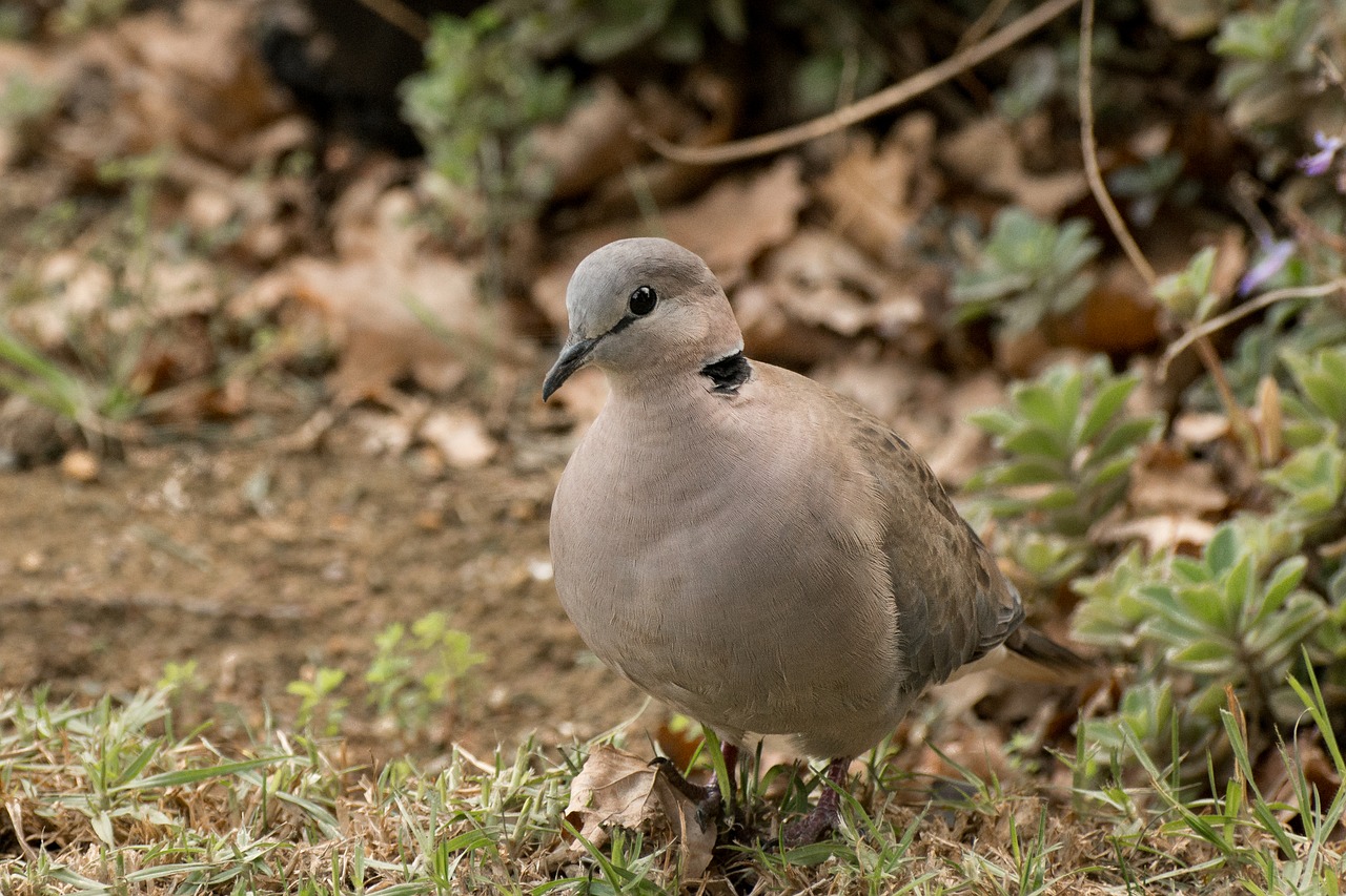 Image - dove bird wildlife feathers pigeon